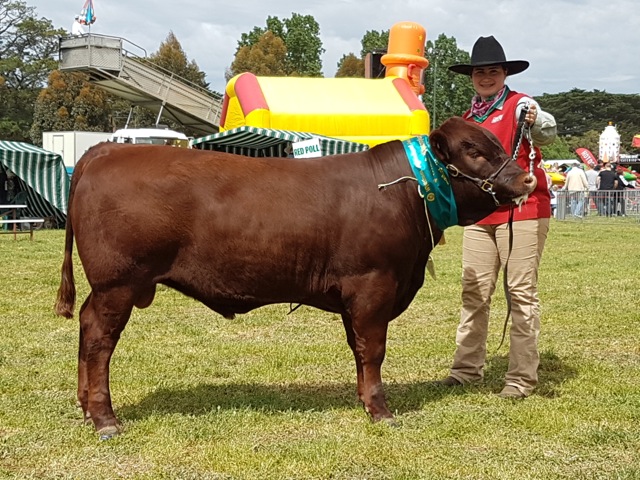 Red Cactus Joeboy - Supreme Exhibit with Handler, Megan Tung.