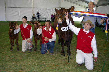 Grand Champion Red Poll Female - Stormley Pen Glady - 
S Storm and Sons, Barham, NSW 
Sashed by Mark Harris
Left to Right - Cody Storm, Shane Storm, Trent Storm.