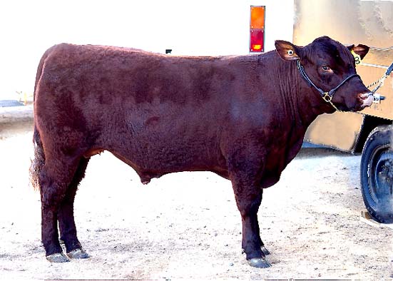 Ross Draper's Steer - Champion Pure Bred Steer