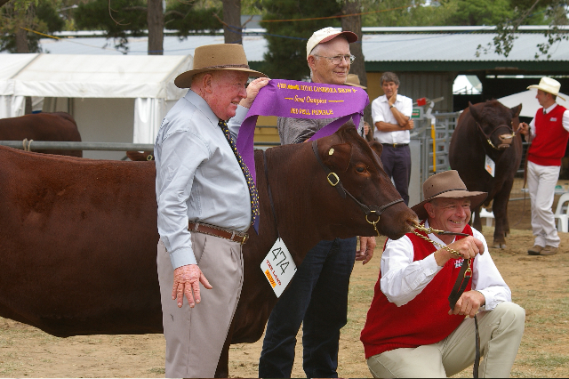 Red Cactus Lacer - Grand Champion Female Red Poll Royal Canberra Show 2008,
Mel Ryan (Judge) Dan Schmiesing - Red Poll Breeder from Ohio, Ross Draper (Owner ).