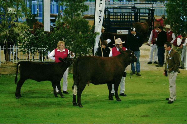 Senior Champion Female Sophronites Sapphire & Cara RASV 2007