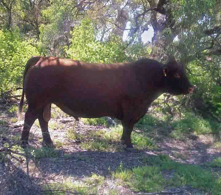 Stormley Strad Dale - Champion Bull in On Farm Challenge - Owned by Shane Storm and Sons, Barham