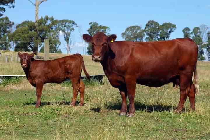 Sophronites Satara -  Champion Female in On Farm Challenge, 2011 - owned by Nell and Ian Staff,  Pheasant Creek