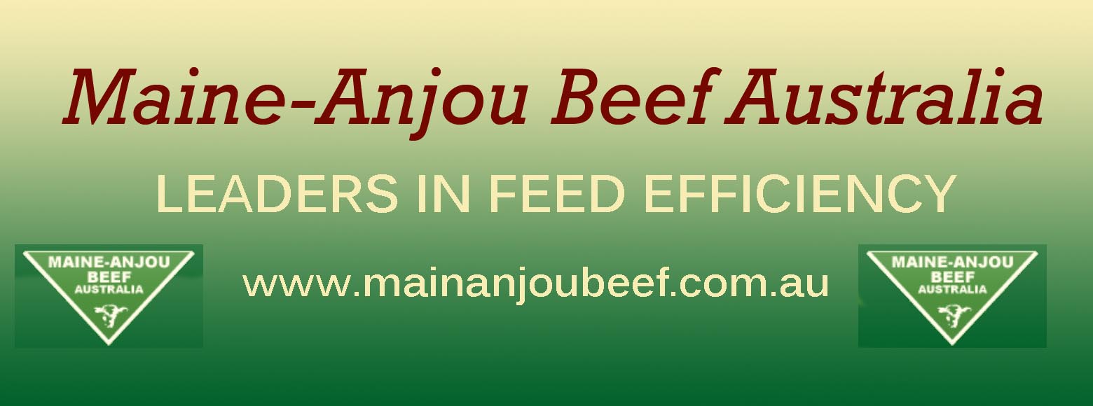 Maine-Anjou Cattle